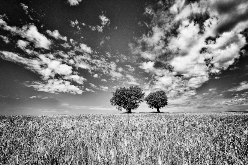 Plateau de Valensole de Philippe POIRIER