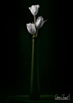Tulipia