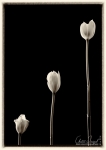 Tulipia