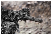 Les créatures du lac (Guerlédan Mai 2015)