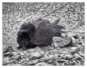 Les créatures du lac (Guerlédan Mai 2015)