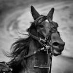 2016 - National 1 - Monochrome papier