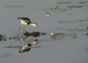 Jacana à crête - Claude Gillot