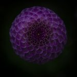 Da_Lia - Yvan LITRÉ