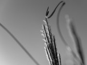 Blowing the wind - Yvan LITRÉ