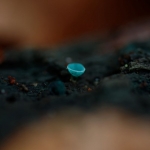 Cinquante nuances de bois - Zoé OSLAJ