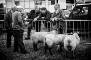 Christian Jezequel - jobourg foire aux moutons