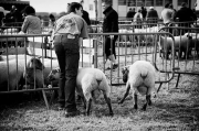 Christian Jezequel - jobourg foire aux moutons