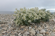 Choux des mers