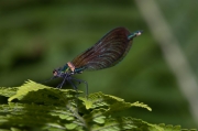 Libellule à l'aile