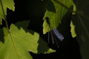 Macro Fleur