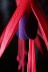 Macro Fleur