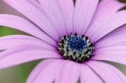 Osteospermum