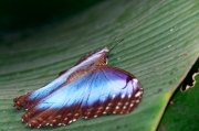 Morpho bleu